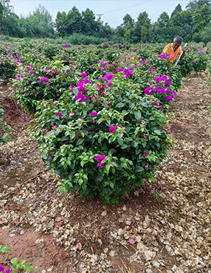 三角梅球，冠60-120cm  (3).jpg