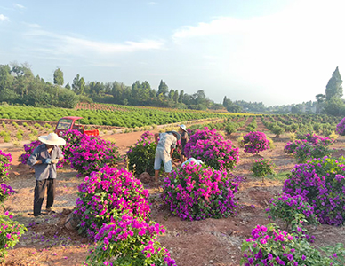三角梅球，冠60-120cm  (2).jpg
