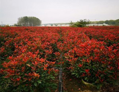 1762324036294410.jpg 红叶石楠苗.jpg