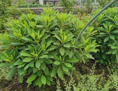 1762324055808603.jpg 结香-(1).jpg