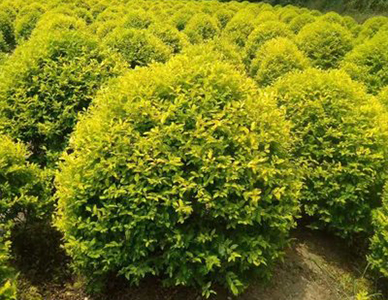 1762324061255799.jpg 金叶女贞球.jpg